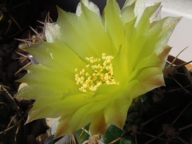 Gymnoalycium uruguaense