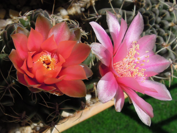 Gymnocalycium baldianum 5