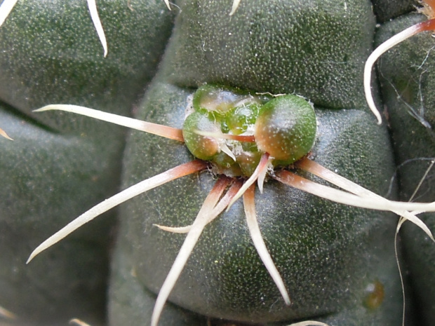 Gymnocalycium baldianum 7 proliferum #kaktusy