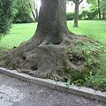Przedziwne korzenie jesiona w parku #BaranówSandomierski