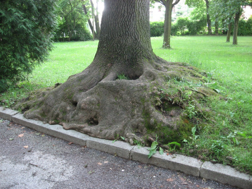 Przedziwne korzenie jesiona w parku #BaranówSandomierski