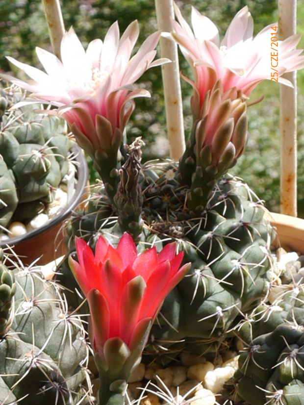 Gymnocalycium baldianum #kaktusy