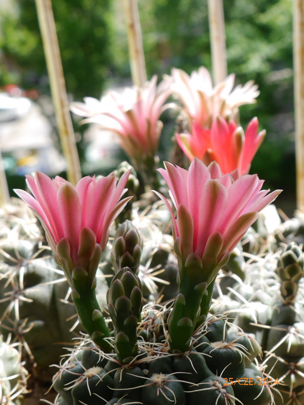 Gymnocalycium baldianum #kaktusy