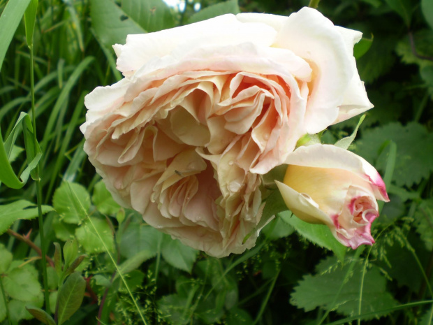 Abraham Darby