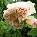 Abraham Darby