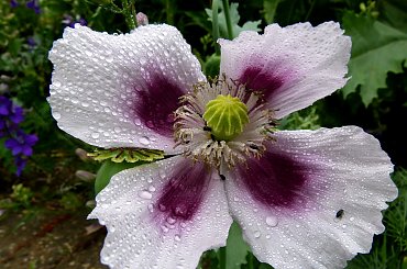 troszkę popadało :) #deszcz #krople #kwiaty #logród #przyroda