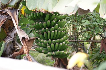 Wulkaniczna wyspa na Atlantyku, pełna kwiatów i zieleni. #Atlantic #Atlantyk #island #ocean #Teneriffe #Teneryfa #volcano #wulkan #wyspa