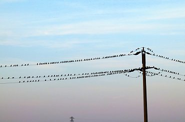 chyba są to szpaki ? było daleko, a ja miałam tylko lumixa, na dokładkę wysiadłam z auta przy bardzo ruchliwej drodze ... #ptaki #szpaki