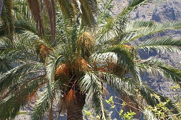 Wulkaniczna wyspa na Atlantyku, pełna kwiatów i zieleni. #Atlantic #Atlantyk #island #ocean #Teneriffe #Teneryfa #volcano #wulkan #wyspa
