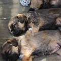 MIOT A (SAVAGE Melodia Szczurołapa & Pro Equi /FCI/ Comforion ) border terrier