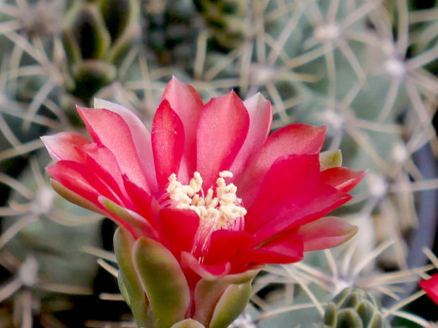 Gymnocalycium baldianum #kaktusy