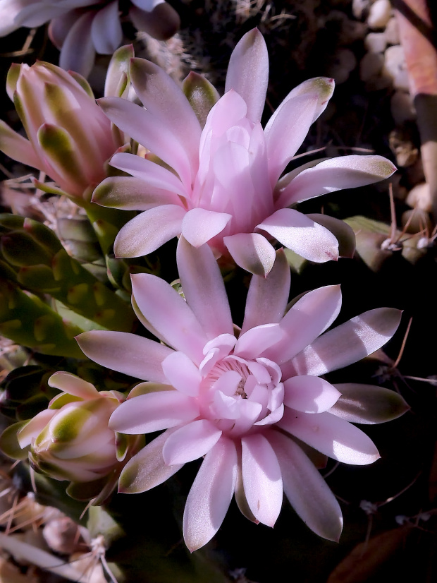 Gymnocalycium damsii #kaktusy