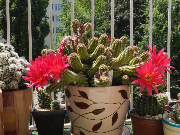 Chamaecereus #kaktusy