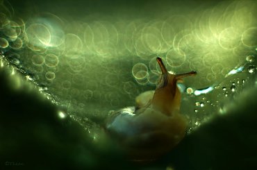 Ślimaczkowo #ślimak #bokeh