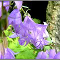 dzwoneczki #przyroda #kwiaty