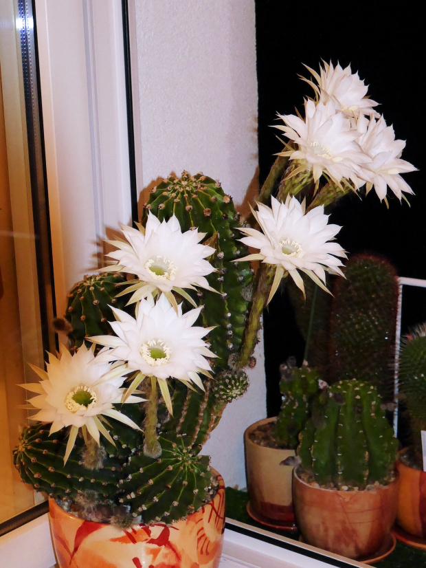 Echinopsis eyriesii #kaktusy