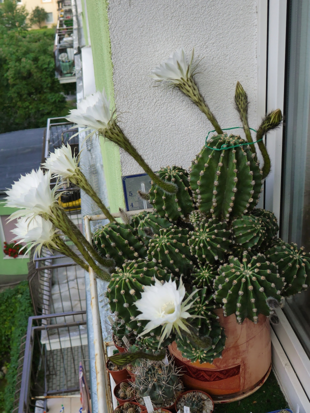 Echinopsis eyriesii #kaktusy