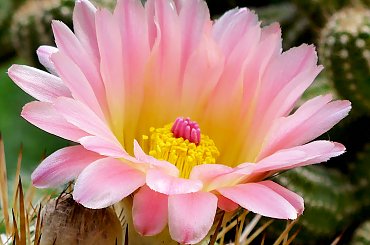 Notocactus roseoluteus #kaktusy