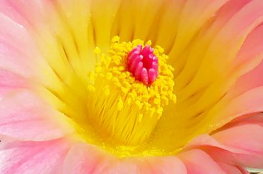 Notocactus roseoluteus #kaktusy