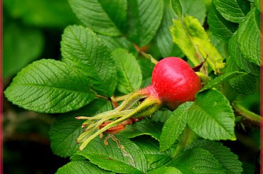 Owoc dzikiej róży #DzikaRóża #owoc