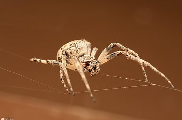 Zaczajony... #arietiss #fauna #makro #owady #pająk