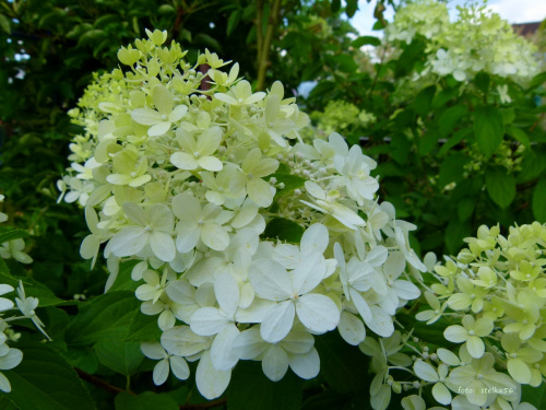 w moim ogrodzie ... #hortensje #krzewy #kwiaty #lato #ogód
