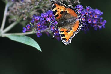 Motyl na Lilaku #macro #motyle #natura