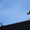 boćki przysiadły sobie na dachu domu, w którym mieszkamy - Sarbinowo, ul. Nadmorska #bociany #lato #ptaki #Sarbinowo