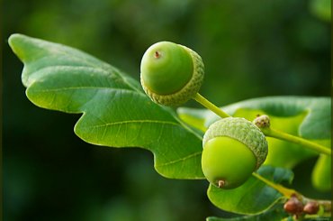 Owoce dębu #Dąb #owoc #żołądź