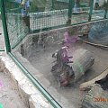 UK-Wroclaw Zoo #ZooWroclaw