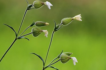 chwaścik - lepnica biała ... **** ulub. olike; tans84; lidiaizabela **** #chwasty #lato #LepnicaBiała #łąka #przyroda