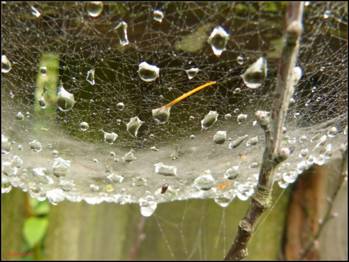 pajeczynka z kropelkowym dnem #pajęczynki