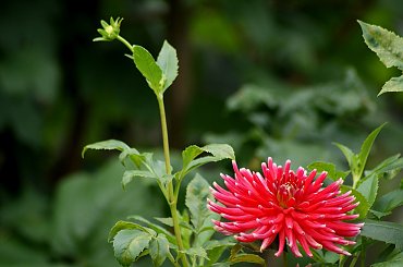 dalie w moim ogrodzie ... :) #dalie #jesień #KoniecLata #kwiaty #ogród #wrzesień