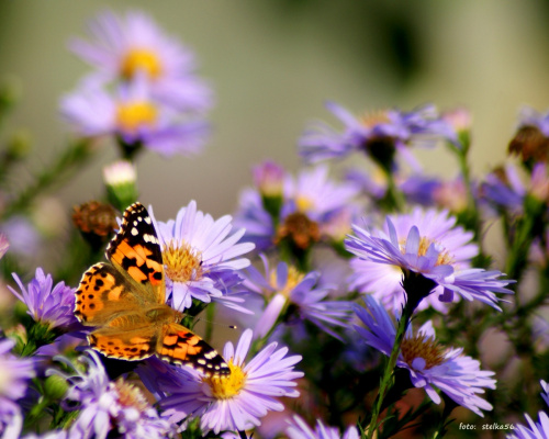 fruwające w ogródku ... #kwiaty #motyle #ogród #owady #pszczoły