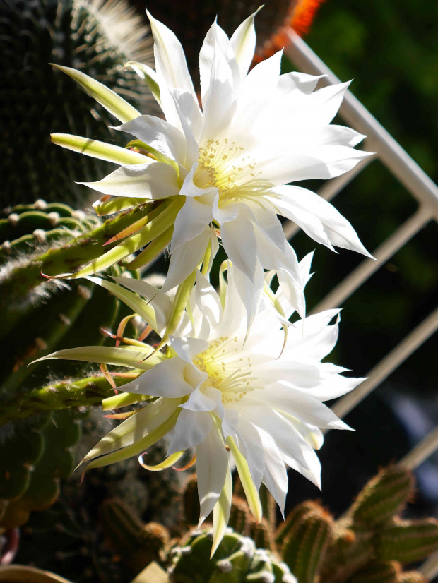 Echinopsis subdenudata #kaktusy