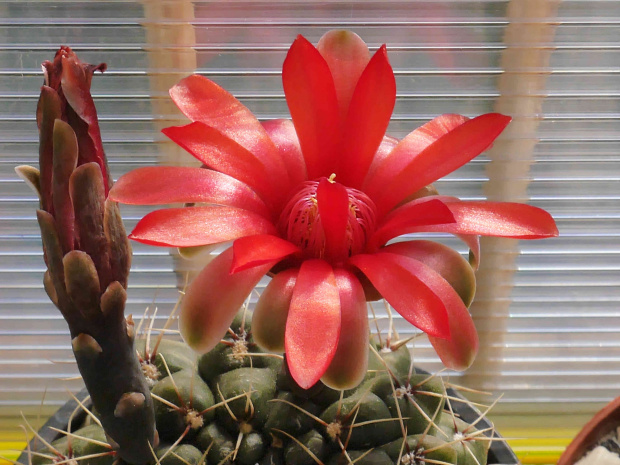 Gymnocalycium baldianum #kaktusy