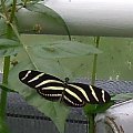Motyle w Ogrodzie Botanicznym Amsterdam 2014 #motyle