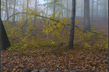 jesień i mgła #mgła