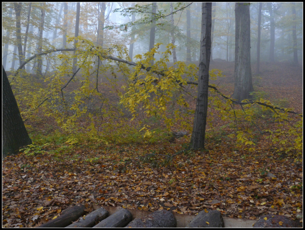 jesień i mgła #mgła