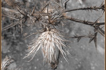 jesień i mgła #mgła