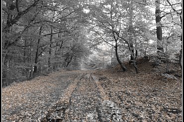 jesień i mgła #mgła