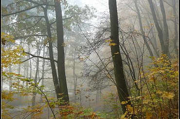 jesień i mgła #mgła