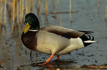 krzyzówka #kaczki #łabedzie #ptaki