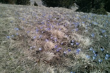 Krokusy na Kalatówkach #góry #Tatry #Zakopane