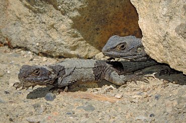 Jaszczurka (Turcja 2013) #Gady #Jaszczurki