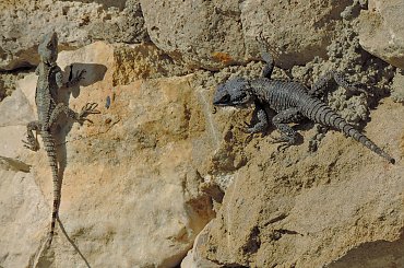 Jaszczurka (Turcja 2013) #Gady #Jaszczurki