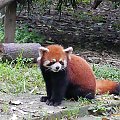 Panda Mała (Fire Fox)