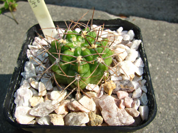 Gymnocalycium achirasense v. echinatum LF 6