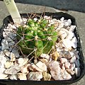 Gymnocalycium achirasense v. echinatum LF 6