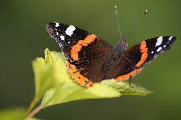 motyle #buterfly #motyl